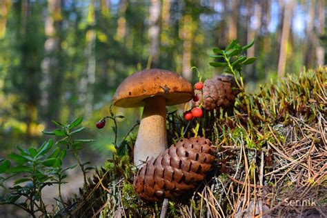 sennik grzyb|Grzyby Sennik — Znaczenie snu w senniku polskim